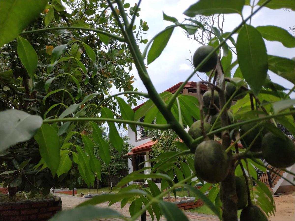 Sigiriya Cashew Palace Resort Daganapothaha Esterno foto
